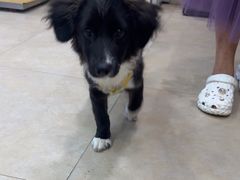 -艾贝尔宠物医院·狂犬免疫点(江山金象城店)