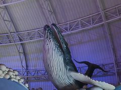 -烟台海昌鲸鲨海洋公园