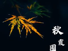 -秋霞圃