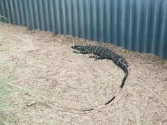 -费瑟代尔野生动物园