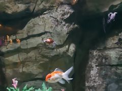 -重庆欢乐海底世界