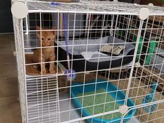 -艾贝尔宠物医院·狂犬免疫点(江山金象城店)