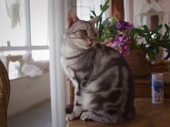 -共舞时光猫咖·狗咖(新街口店)
