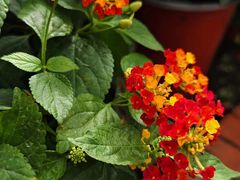 -北京植物园-展览温室