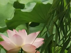 -洛阳市隋唐城遗址植物园