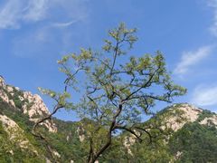 -泰山风景名胜区