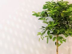 -双风车咖啡馆 Twin Windmills(六道口店)