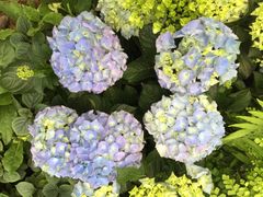 -斐兹洛伊花园