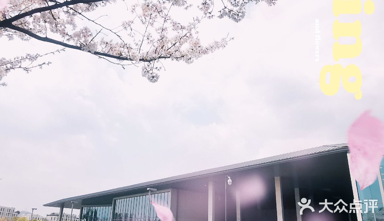 良渚文化艺术中心樱花图片