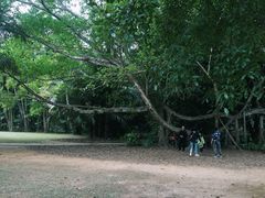 -中国科学院西双版纳热带植物园