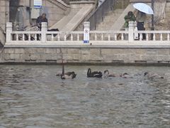 -皇家御河游(紫御湾码头)