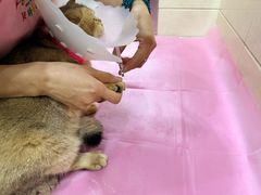 -北京观赏动物医院·24小时大型综合·猫专科·异宠专科
