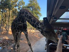 -清迈夜间动物园