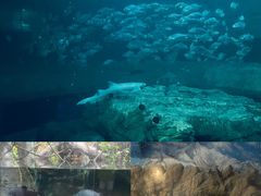-香港海洋公园