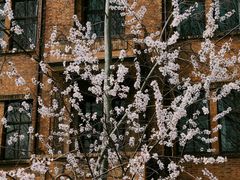 -桃花堤公园