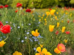 -上海共青森林公园