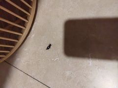 -长春国际会展中心大饭店