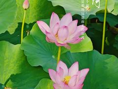 -陶然亭公园