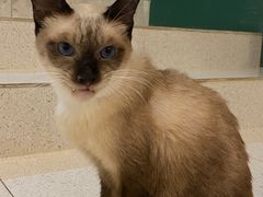 -飞行喵MR PILOT|猫舍·猫咖(静安大融城店)