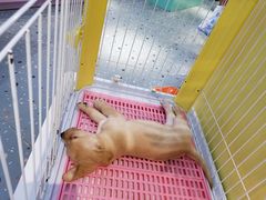 -龟与熊猫宠物公园(南坪店)
