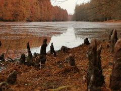 -上海海湾国家森林公园