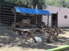 -青藏高原野生动物园