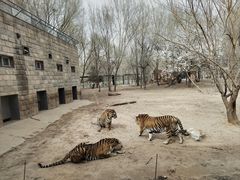 -北京野生动物园