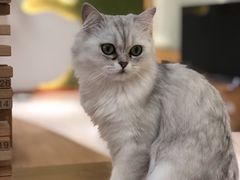 -猫和宫(六道口店)