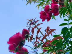 -南京古林公园