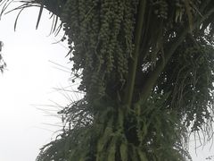 -广西壮族自治区药用植物园