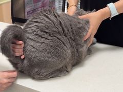 -瑞派长江宠物医院·猫科·外科·24小时夜护(谊城公寓分院)
