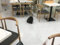 大堂-喵园·猫主题咖啡厅·撸猫·猫咖(国贸店)