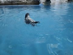 -帝企鹅自助餐厅•儿童岛•真企鹅(长隆企鹅酒店)