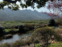 -中国茶叶博物馆(双峰馆区)