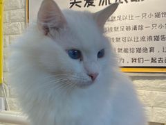 -平行世界·猫咖(首经贸店)