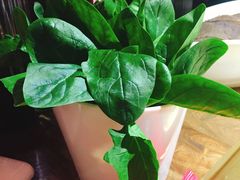 -九鼎轩脆毛肚火锅(商业街店)
