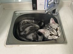 -瑞派·关忠动物医院(国瑞店)