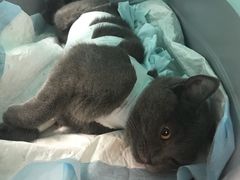 -纳吉亚猫专科动物医院博雅分院