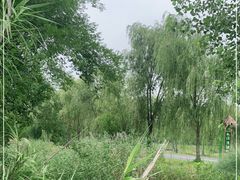 -泗洪洪泽湖湿地景区