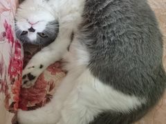 -凯特喵百思猫专科医院