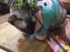 -李小姐の猫咖啡馆(五角场店)