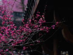 -杭州植物园