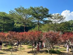 -广州市帽峰山景区