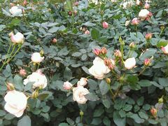 -人民公园(罗湖区)