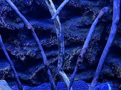 -上海海洋水族馆