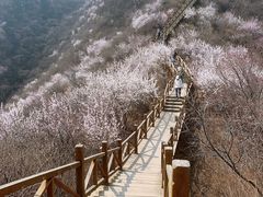 -大岭沟猕猴桃谷风景区