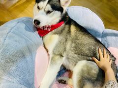 -Husky Go! 哈士奇体验馆·宠物咖啡厅狗咖