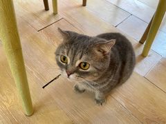 -猫咪派对(江南西店)
