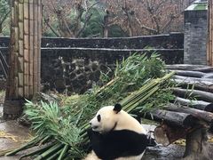 -都江堰中华大熊猫苑