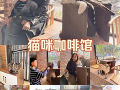 -豆逗聊愈猫阁Easy Life
